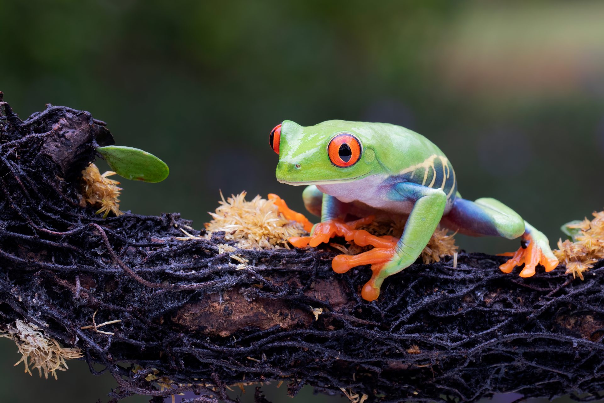 Parcours Costa Rica