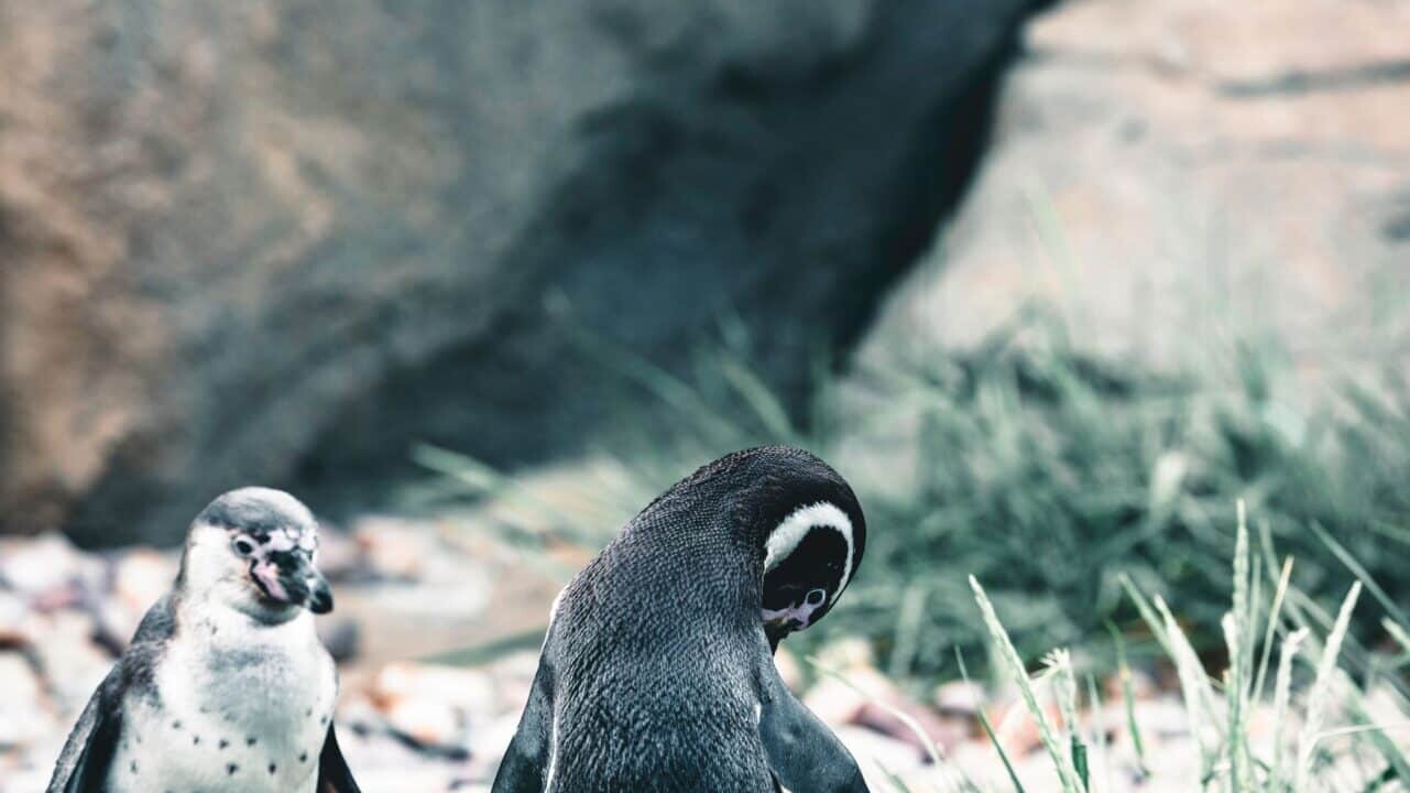 Calgary Zoo Penguin